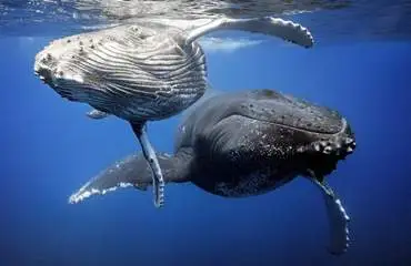 bora-bora-observation-des-baleines