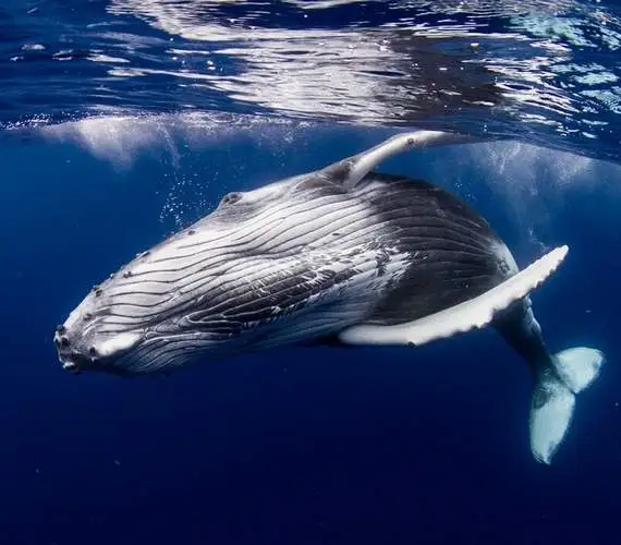 activite-observation-baleines-bora-bora