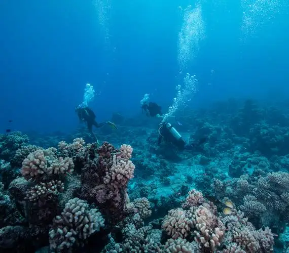 bora-bora-plongee-sous-marine-divers-certifies-ocean-aventures