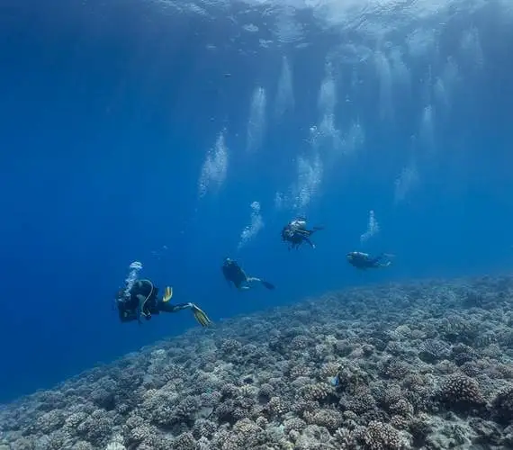 plongee-sous-marine-certifiee-bora-bora-ocean-divers