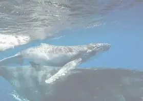 video-observation-des-baleines-a-bora-bora