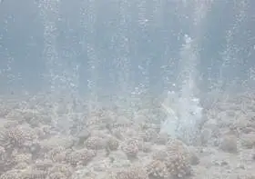 video-plongeurs-certifies-de-plongee-sous-marine-bora-bora-ocean-adventures